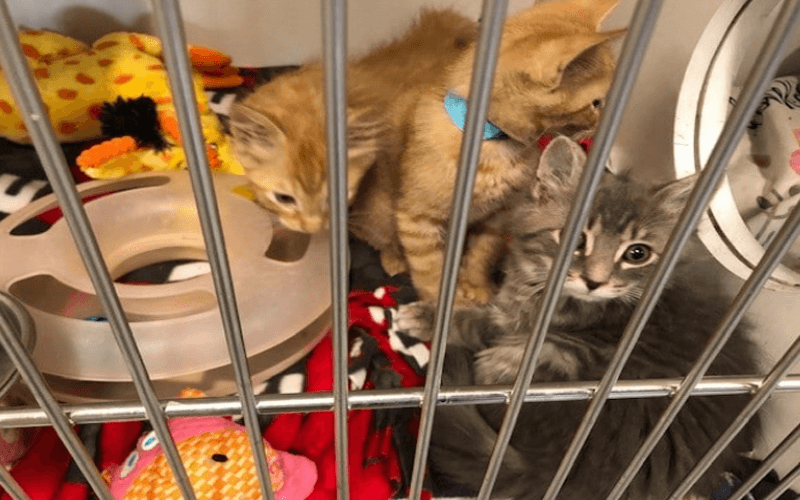 Hinsdale Humane Society