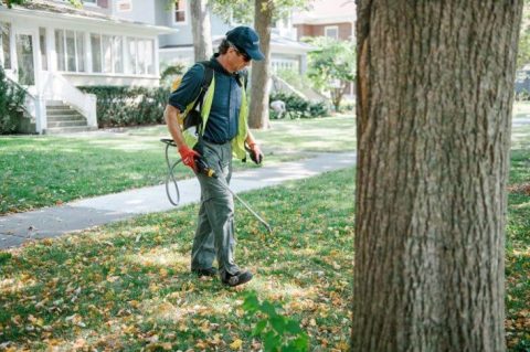Professional natural weed control