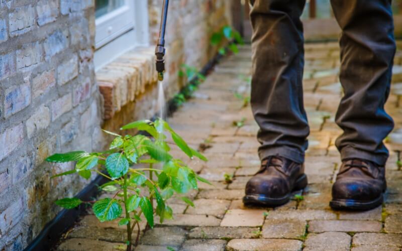 Organic lawn care results